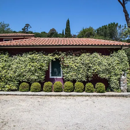 Gelsomini * Capoliveri (Isola d'Elba)